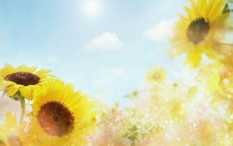 Flowers For Flower Lovers Background Desktop Wallpaper