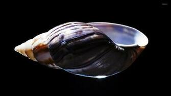 Shell Wallpaper Photography