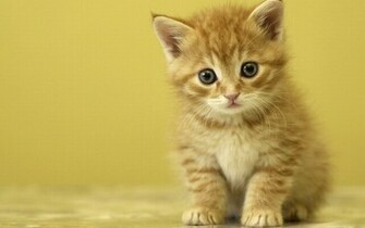 Cute Kitten Kittens Wallpaper