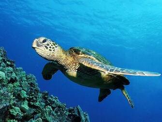 Turtle The Biggest Animals Kingdom