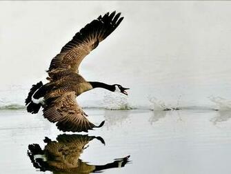 Canada Goose Best Wallpaper