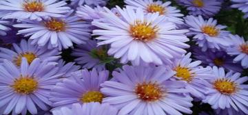 Image Flowers Nature Wallpaper Flower White Purple