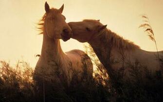 Cute Horse Wallpaper