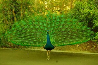 Exotic Bird Wallpaper