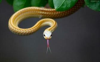 Snake Wallpaper