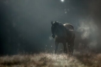 Dark Horse Wallpaper