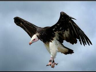 A Z Of Birds Part