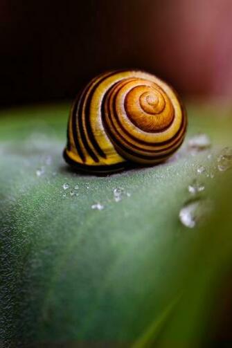 Snail Shell HD Wallpaper For Kindle Fire HDx HDwallpaper Net