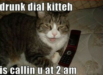 Lolcats Cool Wallpaper