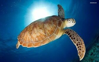 Sea Life Wallpaper