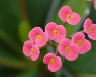 Small Flowers HD Wallpaper Hq Desktop