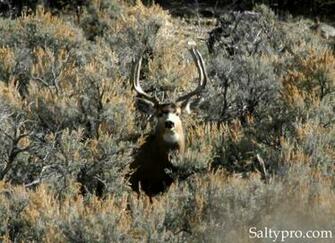 Deer Monster Mule Wallpaper Utah