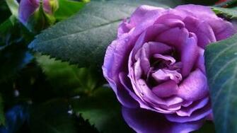 Purple Rose Flowers Photography Wallpaper Full HD Desktop