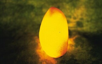 Mango Fruit Wallpaper HD