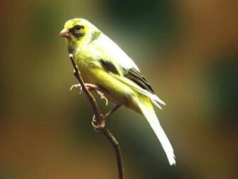 Finch Bird Wallpaper Background