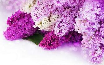 Pink And Purple Flower Background HD Wallpaper Desktop