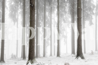 Winter Forest Wallpaper