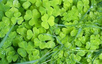 Green Flowers Super Wallpaper Abstract