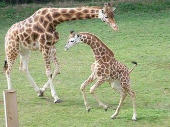 Baby Giraffe Wallpaper W