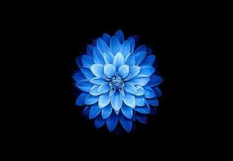 Flowers Ios Wallpaper Mega