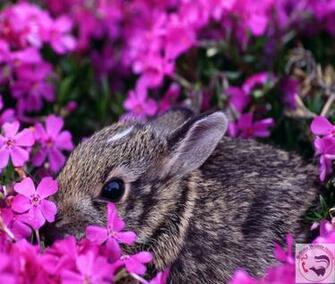 Missouri Wildlife Desktop Wallpaper
