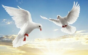 White Dove Wallpaper Pictures