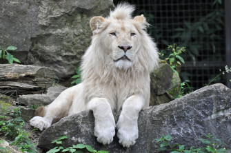 White Lion Wallpaper Image Photos Picture