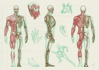 Human Anatomy Wallpaper