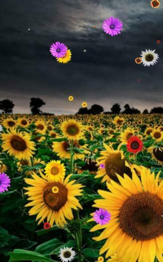 Sunflower Wallpaper 3d Flowers Meadow HD