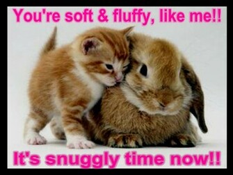 Funny Animal Sayings HD Wallpaper In Imageci