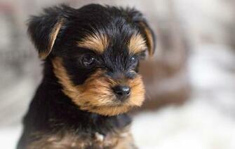Dog Puppy Yorkshire Terrier Portrait York Wallpaper Photos