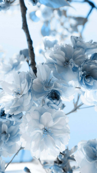 Flowers Aesthetic Wallpaper