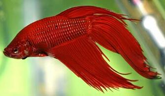Betta Fish Photos Wallpaper The Fun Bank