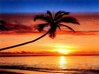 Palm Trees Sunset HD Wallpaper