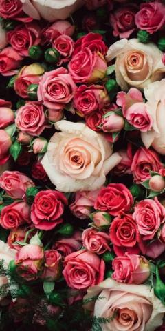 Fresh Roses Pink Decoration Wallpaper Beautiful