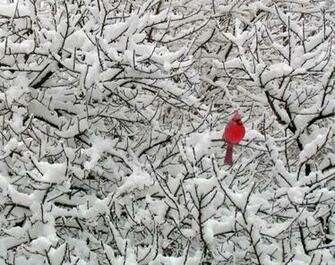 Tiny Poems Cardinal For Karen Lafer Haithcock