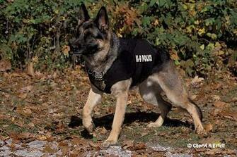 Police Dog Wallpaper German Shepherd
