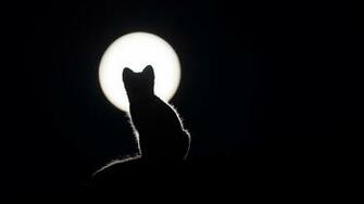 Wallpaper Of Cat Silhouettes Kitten Moon Background HD Image
