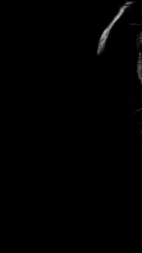 Dog Close Up Black Tones iPhone Wallpaper