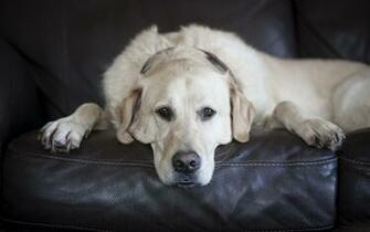 Labrador Retriever Wallpaper HD