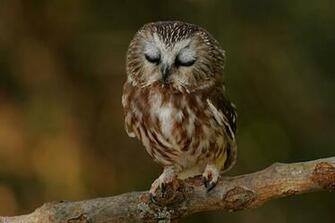 Owls Are A Staple Of Children S Books And Cultural Kitsch