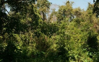 Jungle Wallpaper Widescreen