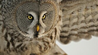 Owl Desktop Wallpaper On Latoro