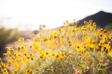 Wallpaper Id Yellow Tender Wildflowers In Flower Field