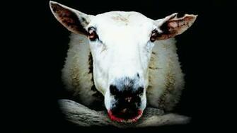 Black Sheep Posters Wallpaper Trailers Prime Movies
