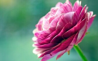 Pretty Flowers Wallpaper