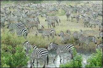 Source Url Smscs Photo Zebra Html