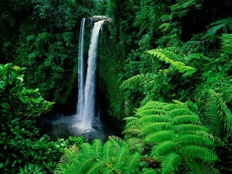 Rainforest Wallpaper