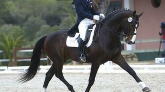 Dressage Wallpaper