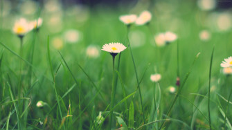 Wildflower Wallpaper